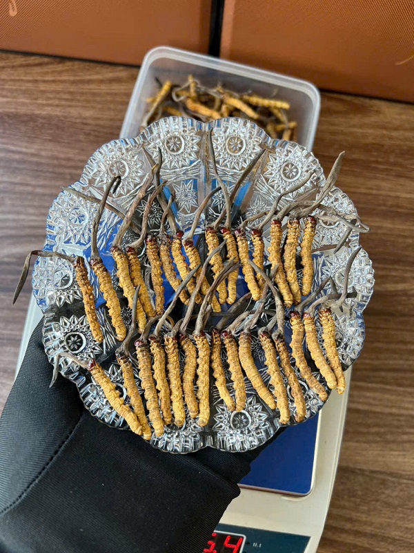 dong-trung-ha-thao-nguyen-con-bhutan-hop-5gr-2